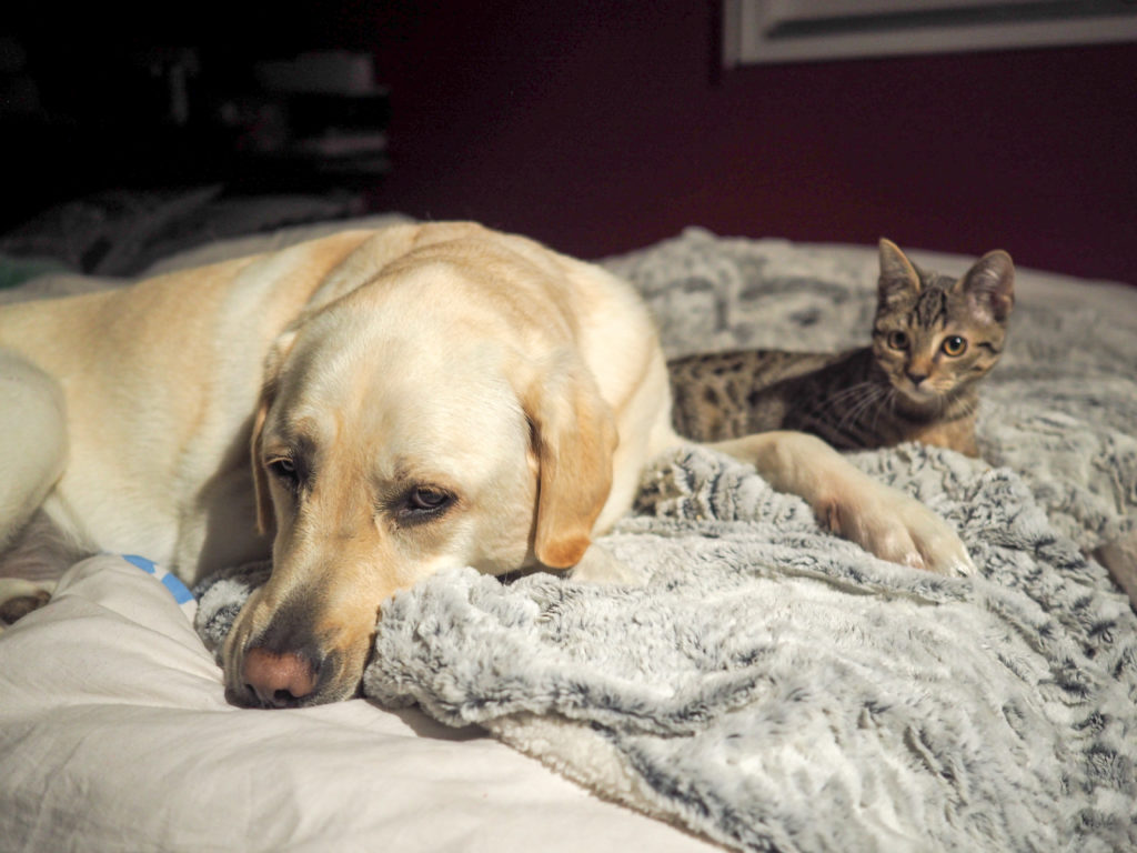 Labrador et Chat Back to School 2017 c'est la rentrée