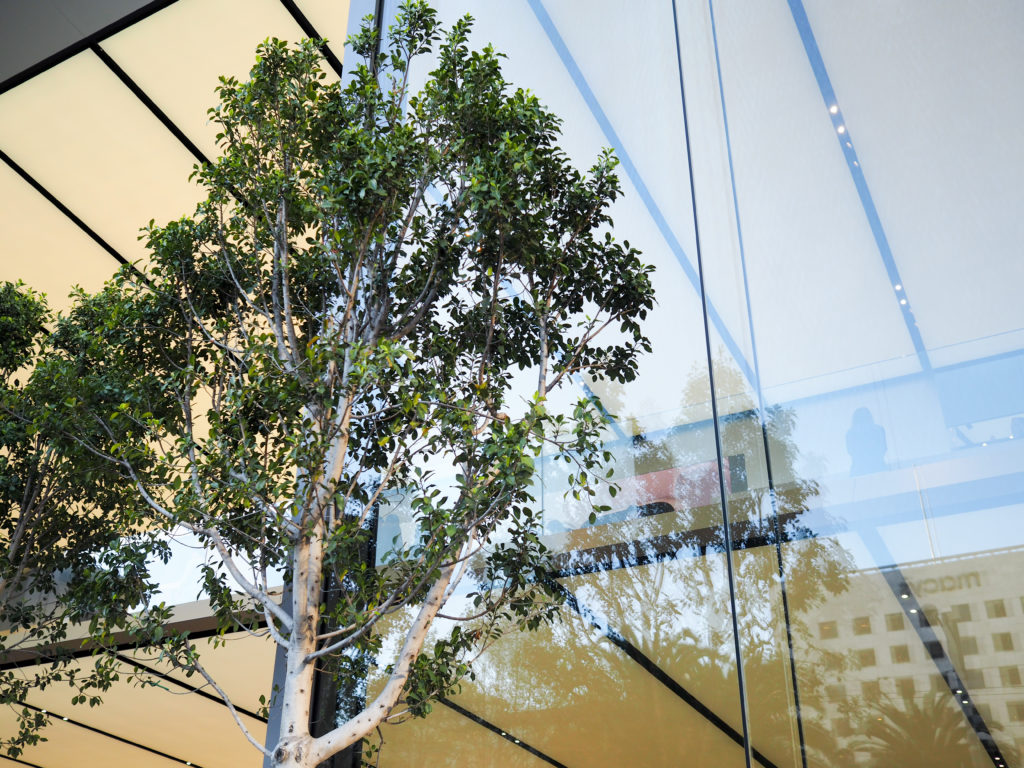 Greenery in front of the apple store san francisco