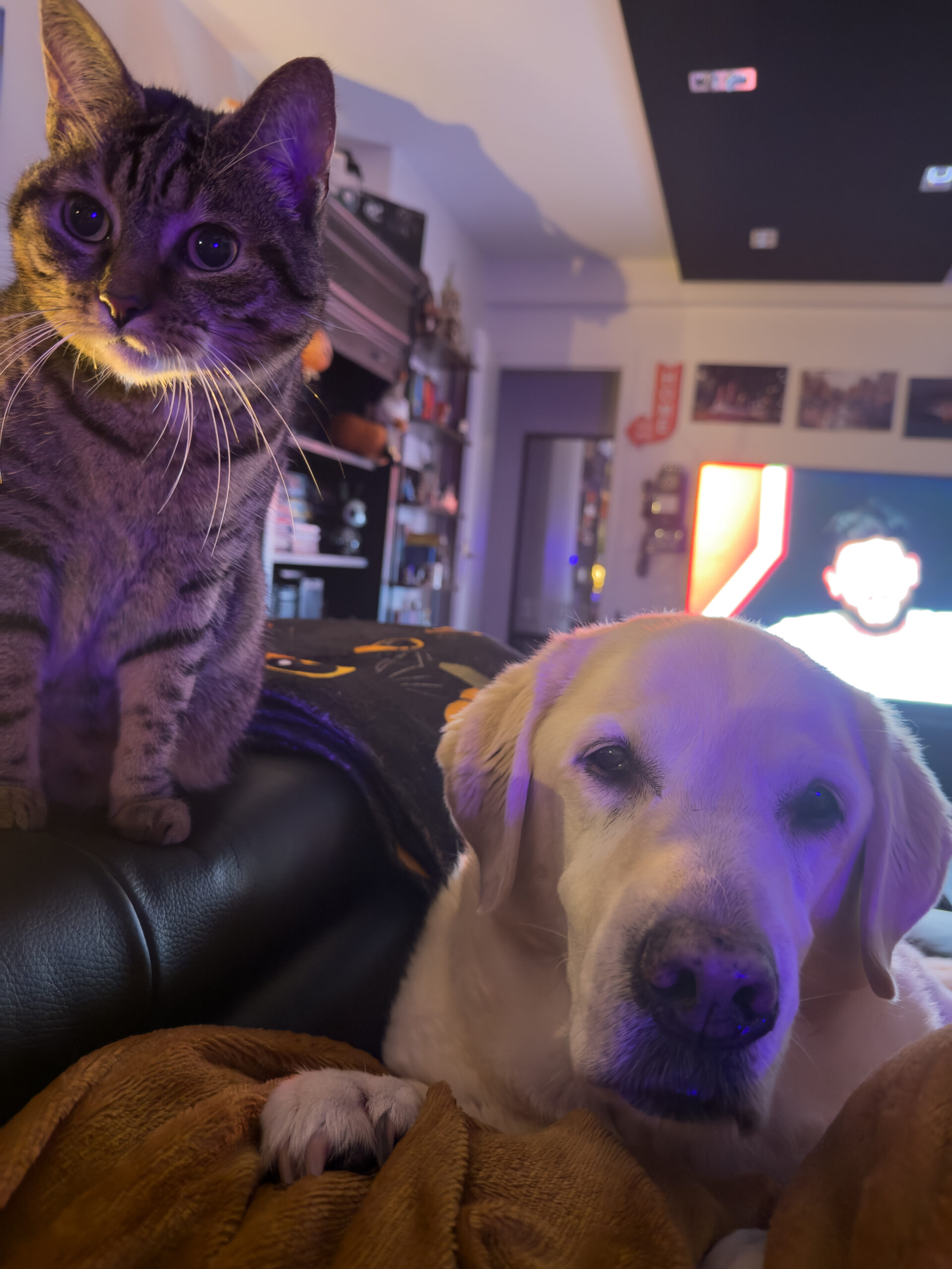 Un Labrador et un chat regardant l'objectif dans leur maison.